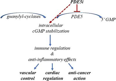 Rethinking of phosphodiesterase 5 inhibition: the old, the new and the perspective in human health